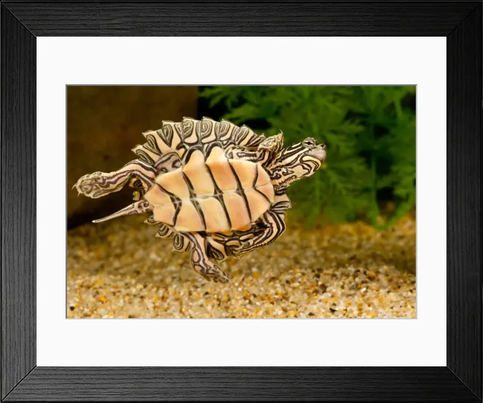 Framed Print : DDE-90037062 Framed Print : DDE-90037062