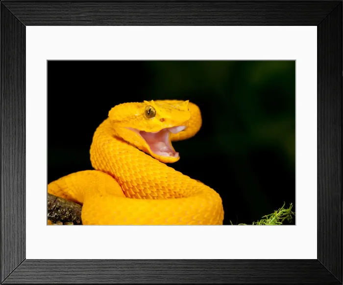 Framed Print : DDE-90037063 Framed Print : DDE-90037063
