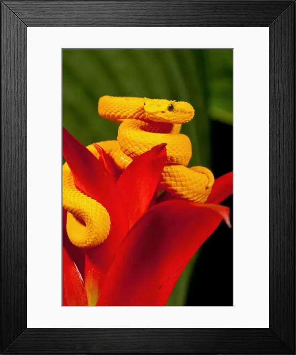 Framed Print : DDE-90037064