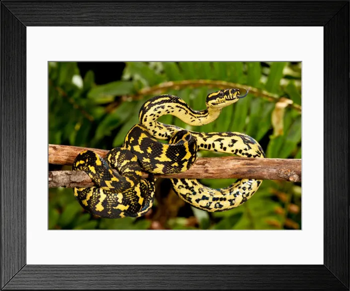 Framed Print : DDE-90037065 Framed Print : DDE-90037065