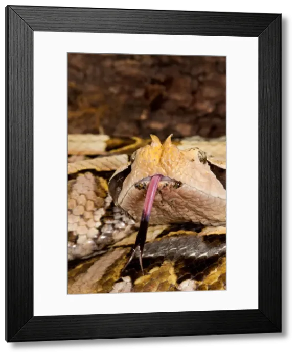 Framed Print : DDE-90037066