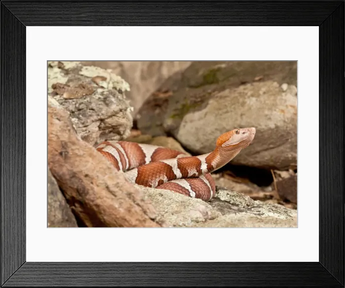Framed Print : DDE-90037061 Framed Print : DDE-90037061