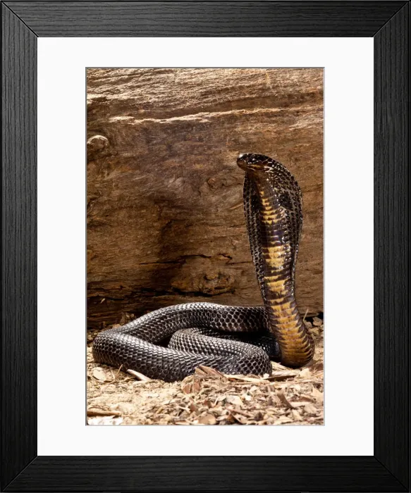 Framed Print : DDE-90037067 Framed Print : DDE-90037067