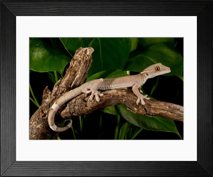 Framed Print : DDE-90037069 Framed Print : DDE-90037069