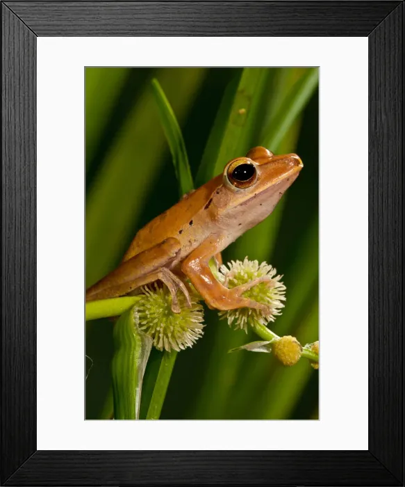 Framed Print : DDE-90037068 Framed Print : DDE-90037068