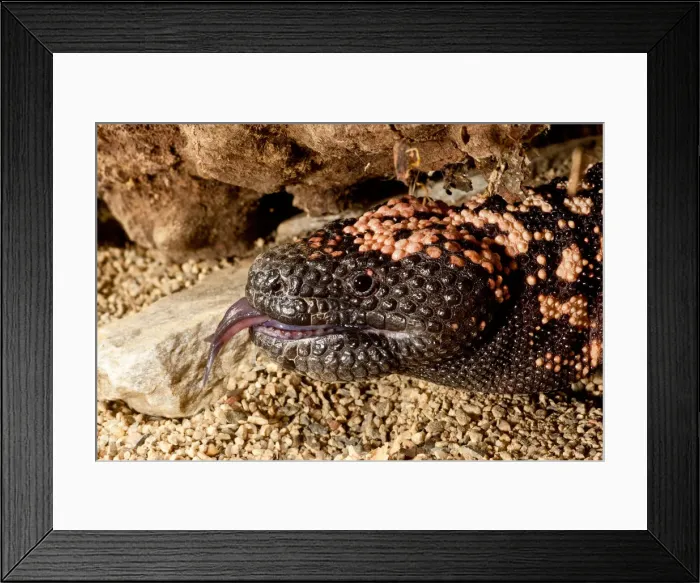 Framed Print : DDE-90037070 Framed Print : DDE-90037070