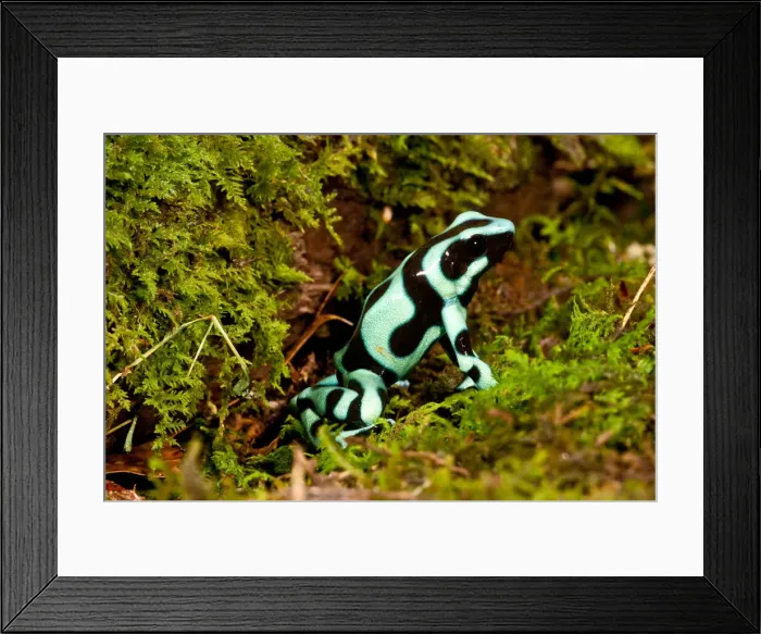 Framed Print : DDE-90037071 Framed Print : DDE-90037071