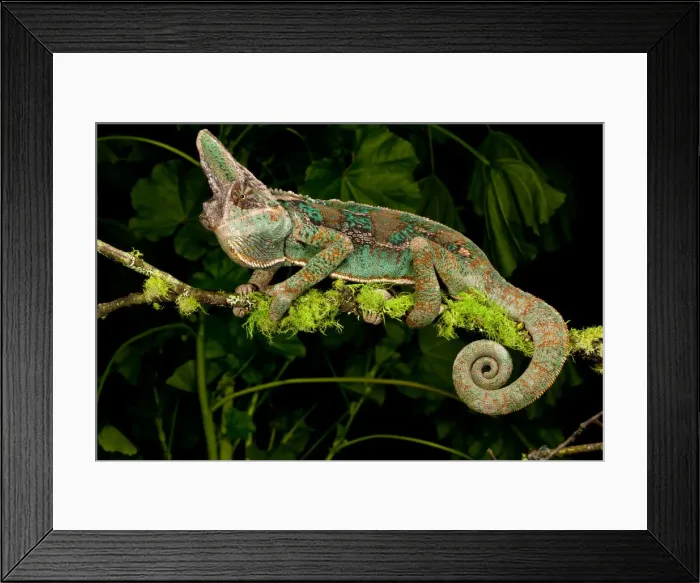 Framed Print : DDE-90037072 Framed Print : DDE-90037072
