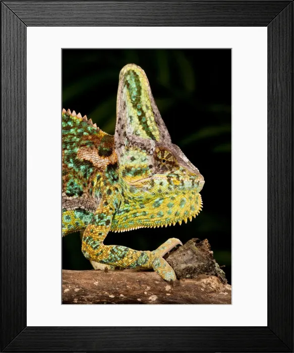 Framed Print : DDE-90037074 Framed Print : DDE-90037074