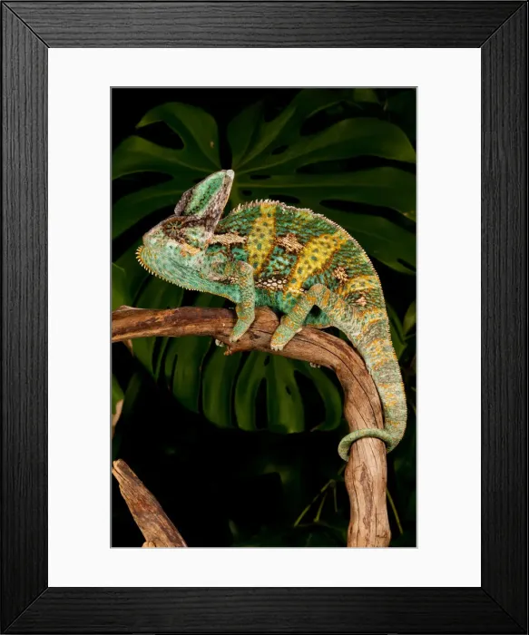 Framed Print : DDE-90037075 Framed Print : DDE-90037075