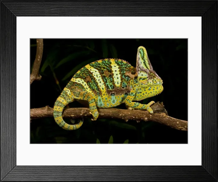 Framed Print : DDE-90037073 Framed Print : DDE-90037073