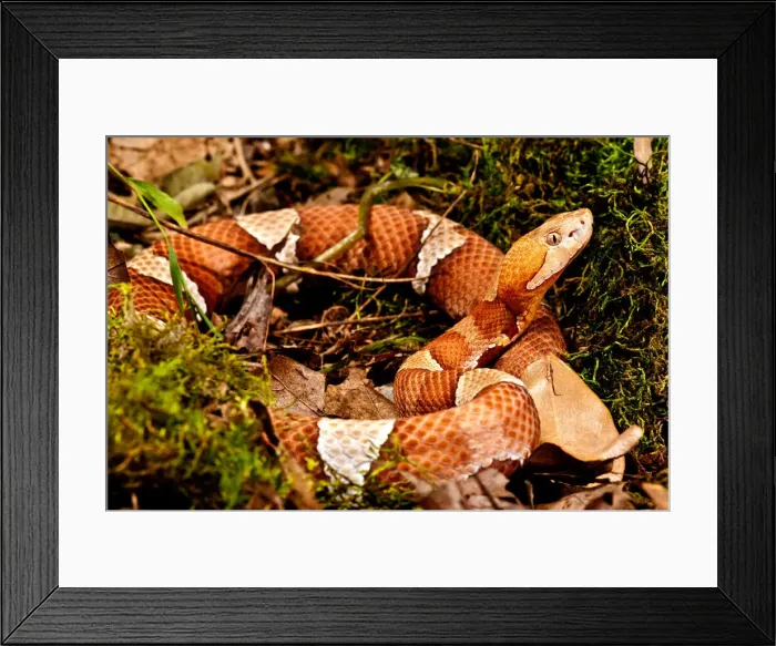 Framed Print : DDE-90037076