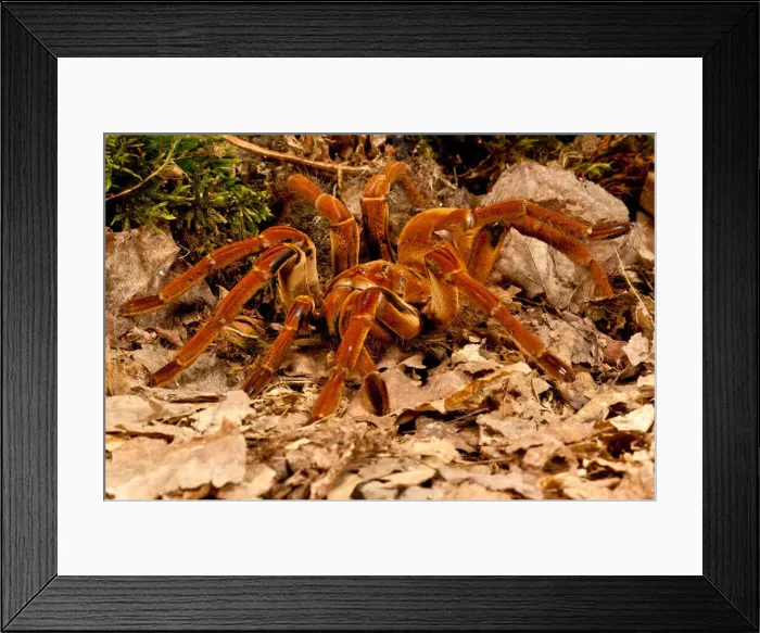 Framed Print : DDE-90037077 Framed Print : DDE-90037077