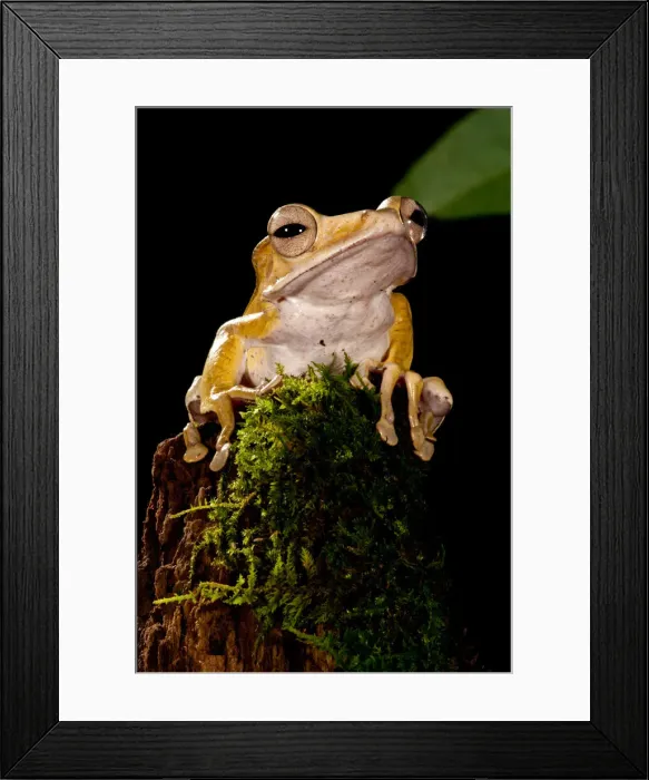 Framed Print : DDE-90037078 Framed Print : DDE-90037078