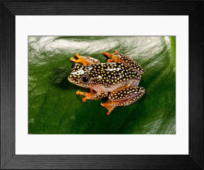 Framed Print : DDE-90037080 Framed Print : DDE-90037080
