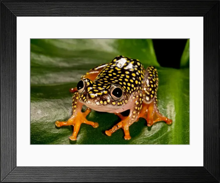 Framed Print : DDE-90037081 Framed Print : DDE-90037081
