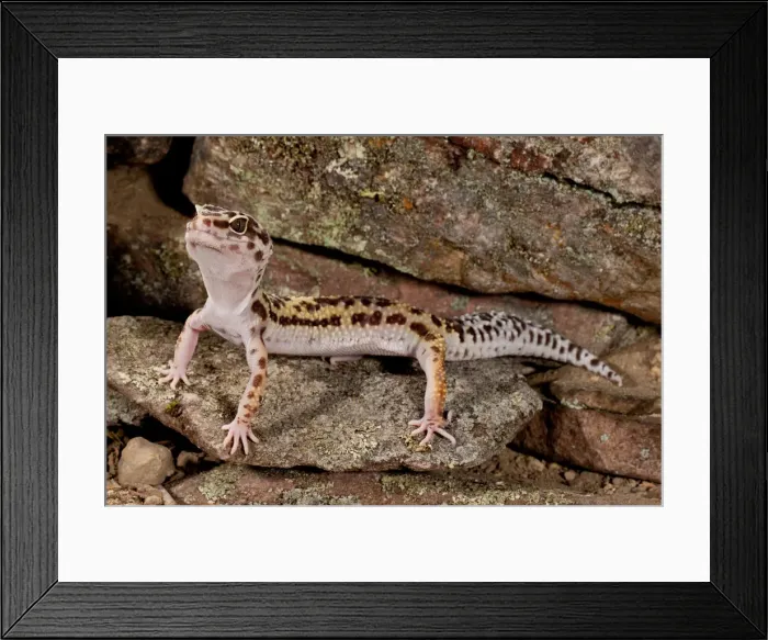 Framed Print : DDE-90037079 Framed Print : DDE-90037079