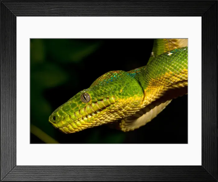 Framed Print : DDE-90037083