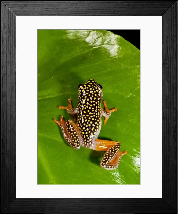 Framed Print : DDE-90037082