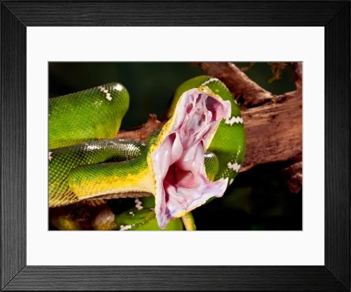 Framed Print : DDE-90037085 Framed Print : DDE-90037085