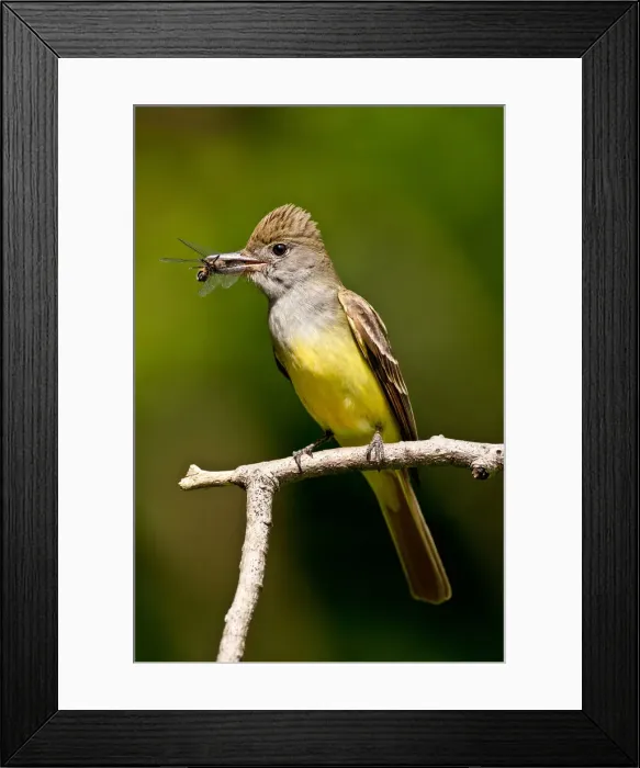 Framed Print : DDE-90037086 Framed Print : DDE-90037086