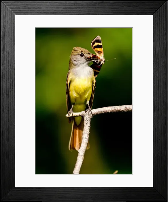 Framed Print : DDE-90037087