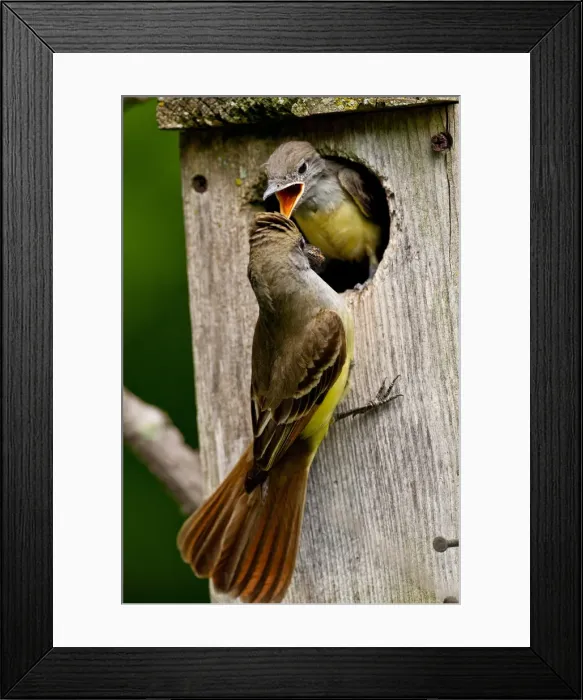 Framed Print : DDE-90037088 Framed Print : DDE-90037088