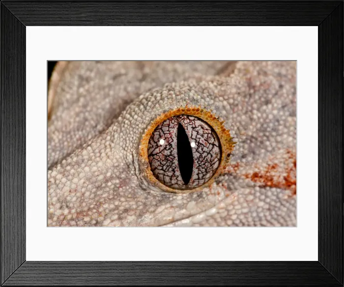 Framed Print : DDE-90037089 Framed Print : DDE-90037089