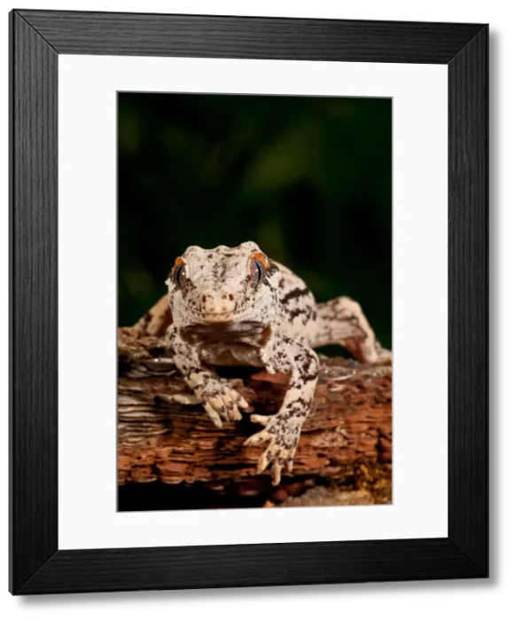 Framed Print : DDE-90037090 Framed Print : DDE-90037090
