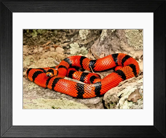 Framed Print : DDE-90037091 Framed Print : DDE-90037091