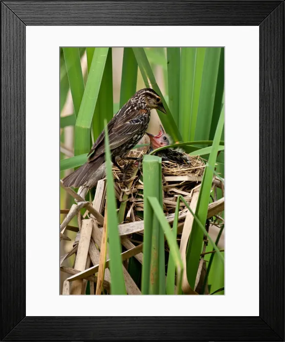 Framed Print : DDE-90037092 Framed Print : DDE-90037092