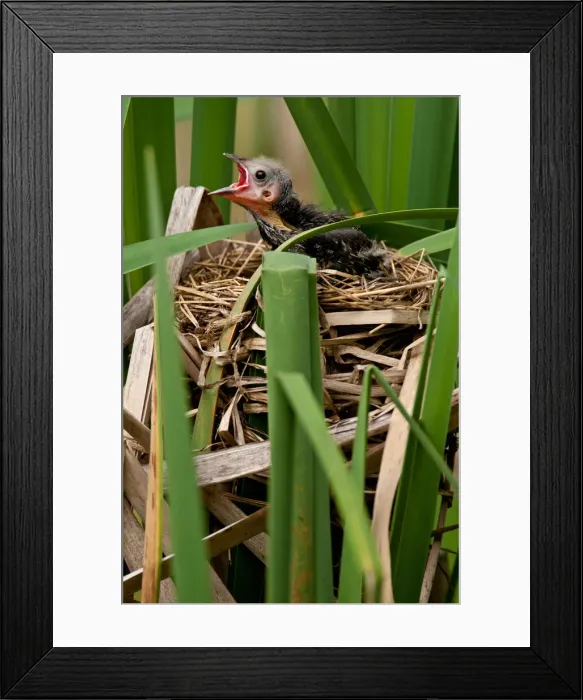 Framed Print : DDE-90037093 Framed Print : DDE-90037093