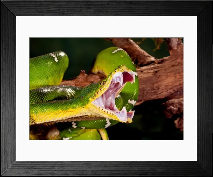 Framed Print : DDE-90037084