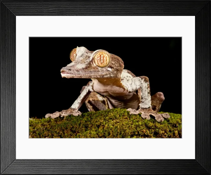 Framed Print : DDE-90037095 Framed Print : DDE-90037095