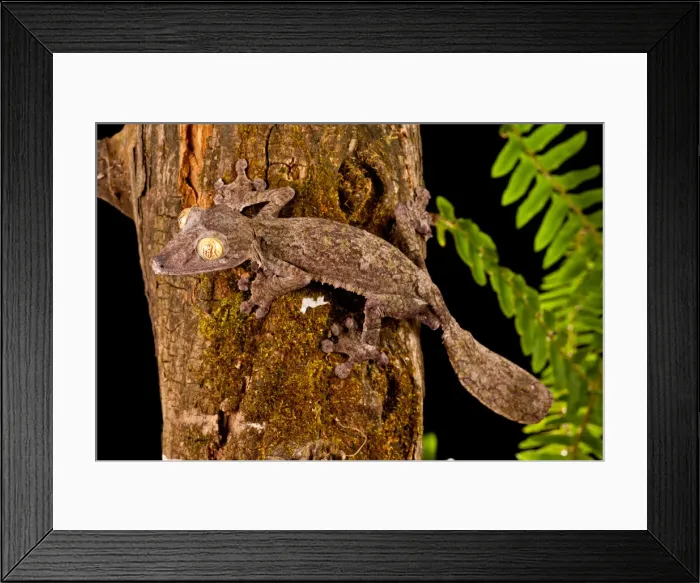 Framed Print : DDE-90037094 Framed Print : DDE-90037094