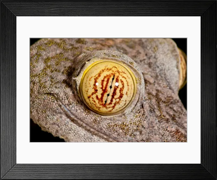 Framed Print : DDE-90037097 Framed Print : DDE-90037097