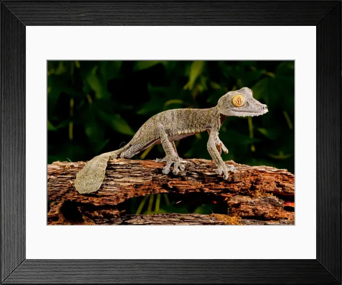 Framed Print : DDE-90037096 Framed Print : DDE-90037096