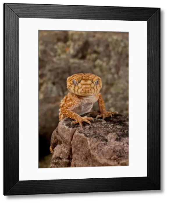 Framed Print : DDE-90037099 Framed Print : DDE-90037099