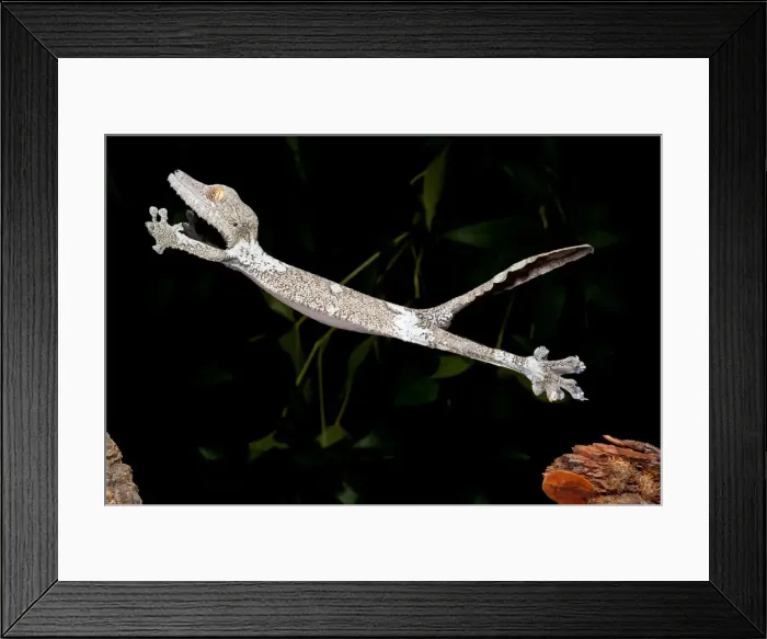 Framed Print : DDE-90037098 Framed Print : DDE-90037098