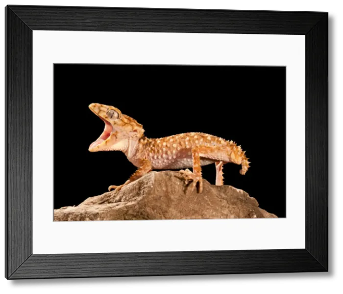 Framed Print : DDE-90037100 Framed Print : DDE-90037100