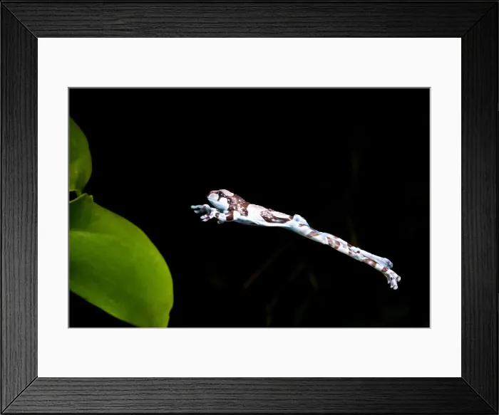 Framed Print : DDE-90037102 Framed Print : DDE-90037102