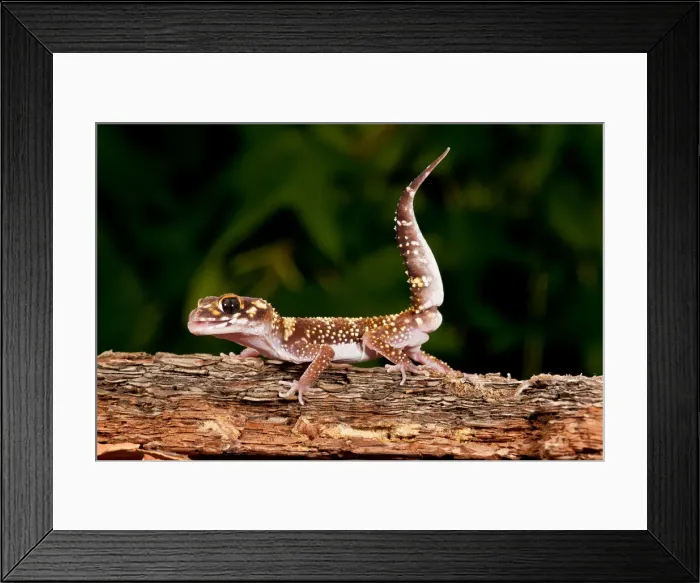 Framed Print : DDE-90037103 Framed Print : DDE-90037103
