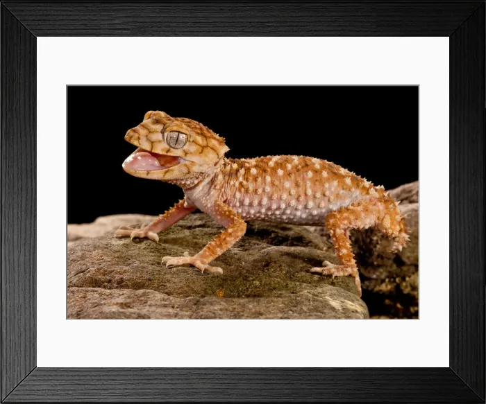 Framed Print : DDE-90037101 Framed Print : DDE-90037101