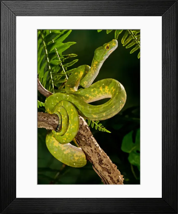 Framed Print : DDE-90037105