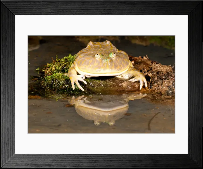 Framed Print : DDE-90037104 Framed Print : DDE-90037104