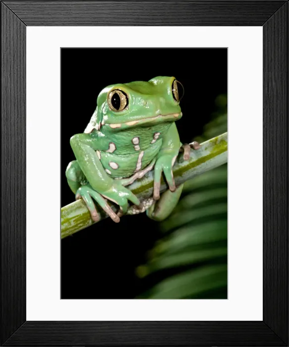 Framed Print : DDE-90037107 Framed Print : DDE-90037107
