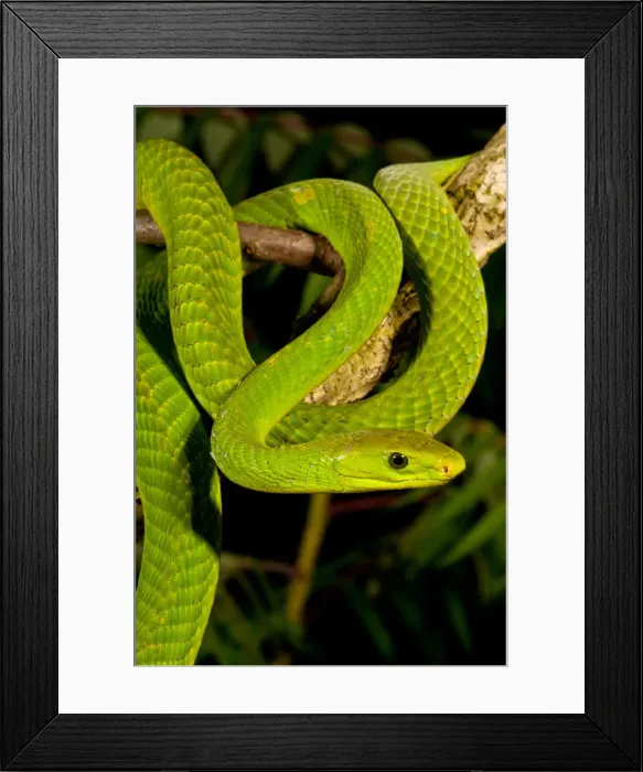 Framed Print : DDE-90037108