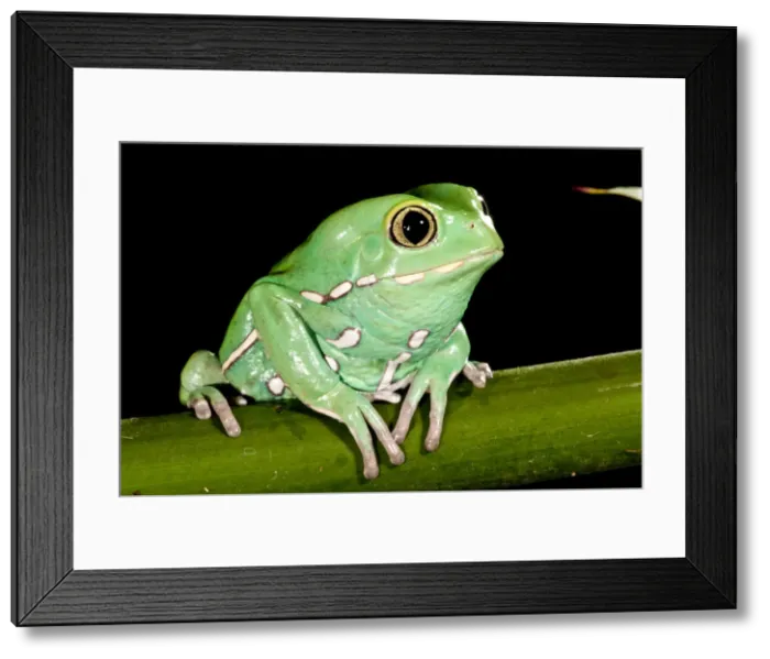 Framed Print : DDE-90037106 Framed Print : DDE-90037106