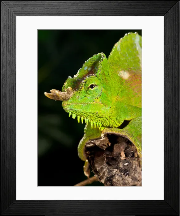 Framed Print : DDE-90037110 Framed Print : DDE-90037110