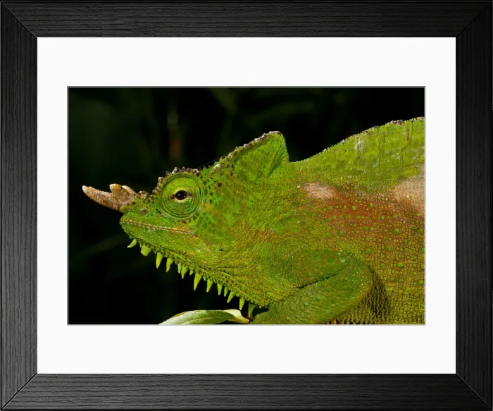 Framed Print : DDE-90037109 Framed Print : DDE-90037109
